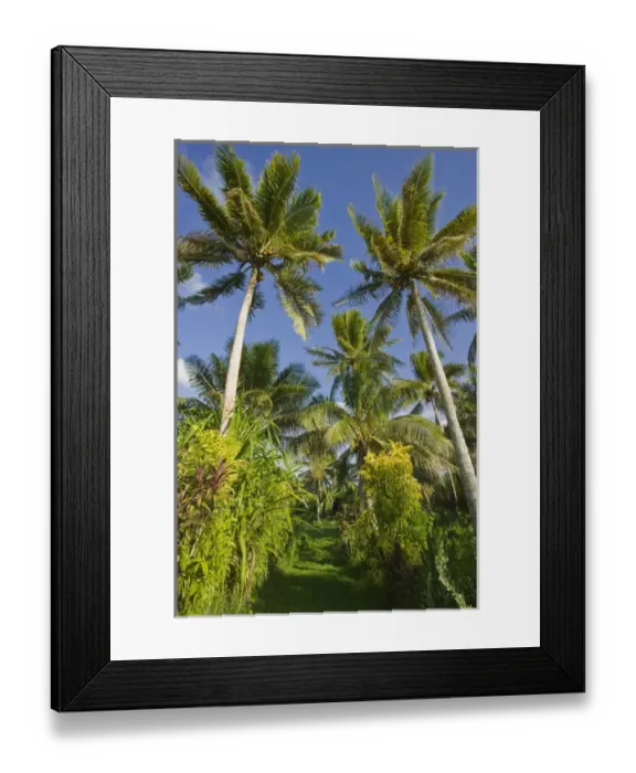 Framed Print : VANUATU, Efate Island, ERAKOR. Palms  /  Erakor Island