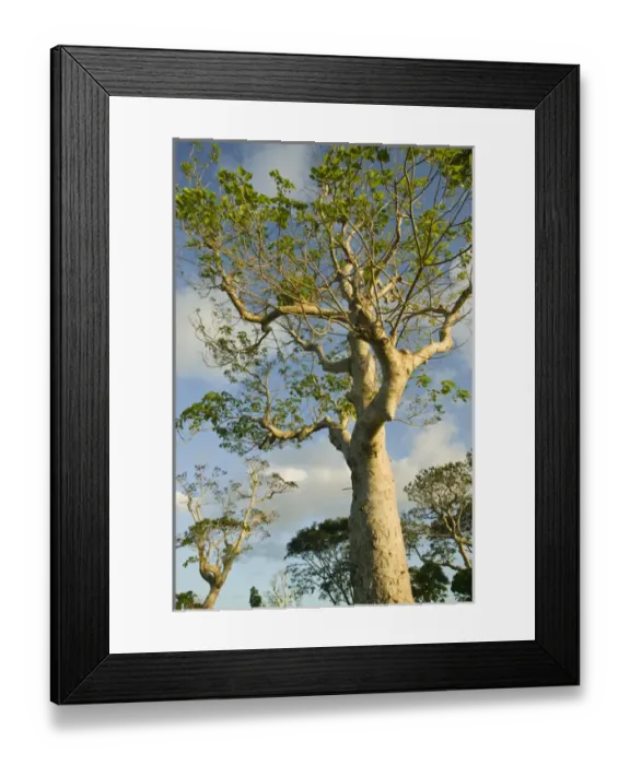 Framed Print : VANUATU, Efate Island, PORT VILA. Iririki Island, Sunset light on trees Framed Print : VANUATU, Efate Island, PORT VILA. Iririki Island, Sunset light on trees