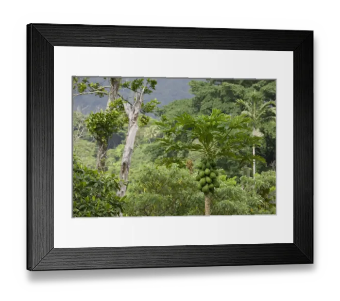 Framed Print : VANUATU, Tanna Island, TAPAU VILLAGE. Mangoes