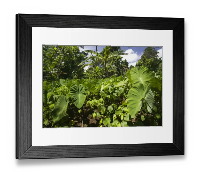 Framed Print : VANUATU, Espiritu Santo Island, FANAFO. FANAFO Kastom (traditional) village, Village