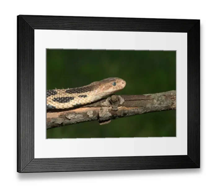 Framed Print : Western fox snake on log. Eye showing shedding will take place soon Framed Print : Western fox snake on log. Eye showing shedding will take place soon