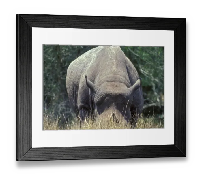 Framed Print : A Black-horned Rhinoceros on Texas ranch, USA Framed Print : A Black-horned Rhinoceros on Texas ranch, USA