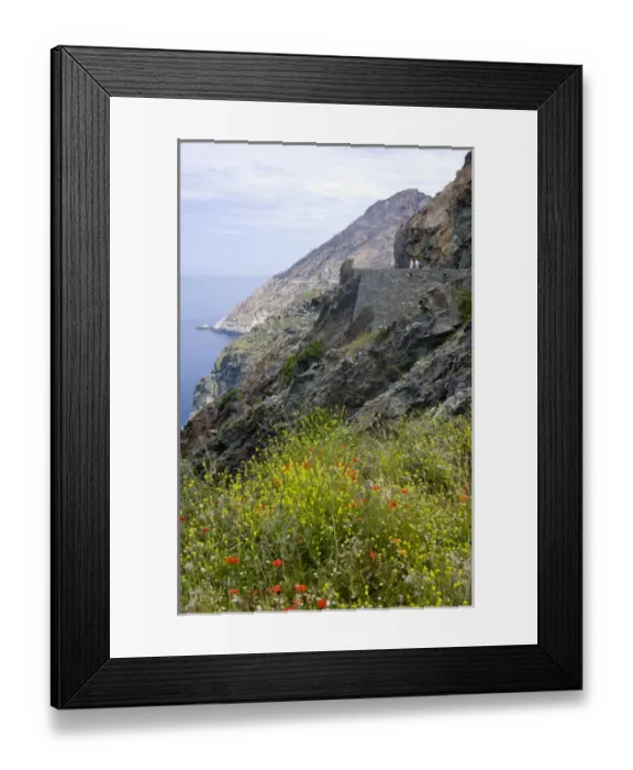 Framed Print : Corsica. France. Europe. Wildflowers & visitors on road cut into steep slopes above