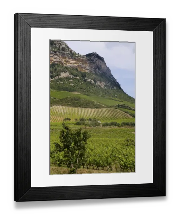 Framed Print : Corsica. France. Europe. Vinyards on hillside on Route des Vins near St Framed Print : Corsica. France. Europe. Vinyards on hillside on Route des Vins near St