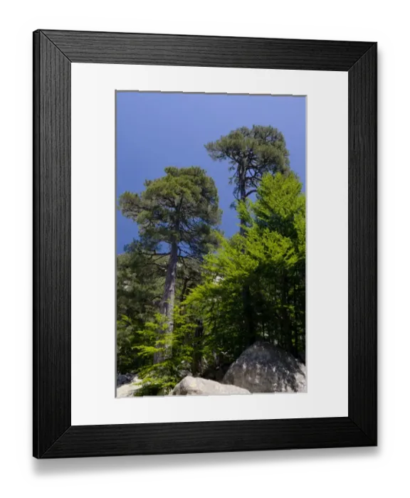 Framed Print : Corsica. France. Europe. Larecio pine trees (Pinus larecio) & beech trees (Fagus sylvatica) Framed Print : Corsica. France. Europe. Larecio pine trees (Pinus larecio) & beech trees (Fagus sylvatica)