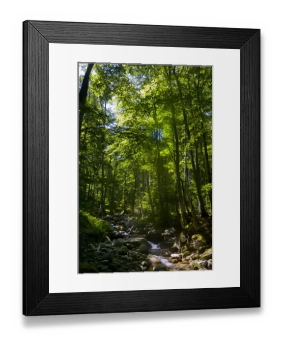 Framed Print : Corsica. France. Europe. Beech forest (Fagus sylvatica) & stream near Vizzavona Framed Print : Corsica. France. Europe. Beech forest (Fagus sylvatica) & stream near Vizzavona