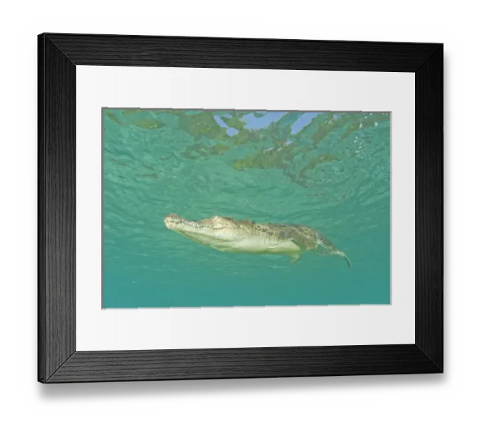 Framed Print : Saltwater Crocodile (Crocodylus porosus), Rock Islands, Palau, Micronesia, Western Framed Print : Saltwater Crocodile (Crocodylus porosus), Rock Islands, Palau, Micronesia, Western
