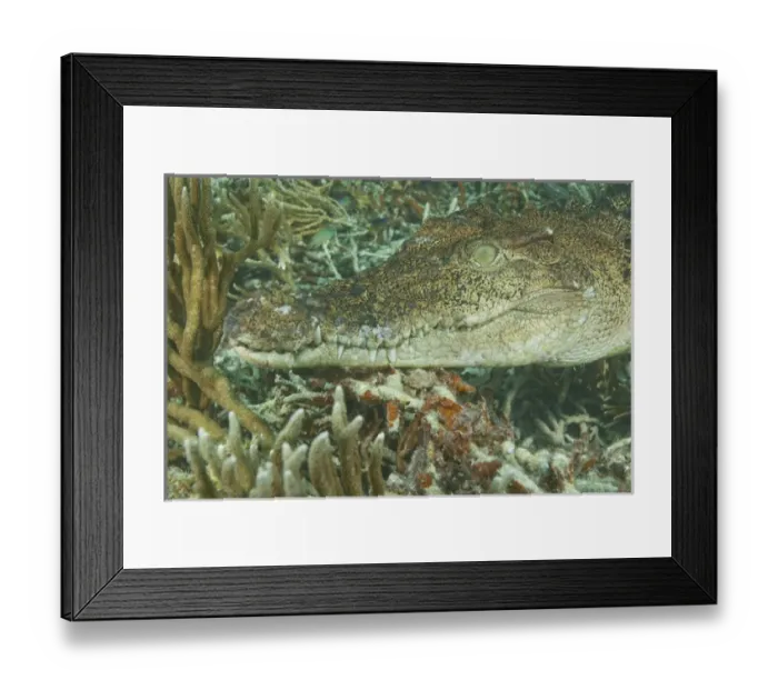 Framed Print : Saltwater Crocodile (Crocodylus porosus), Rock Islands, Palau, Micronesia, Western Framed Print : Saltwater Crocodile (Crocodylus porosus), Rock Islands, Palau, Micronesia, Western