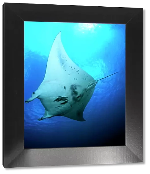 Manta ray in Goofnuw Channel, Yap