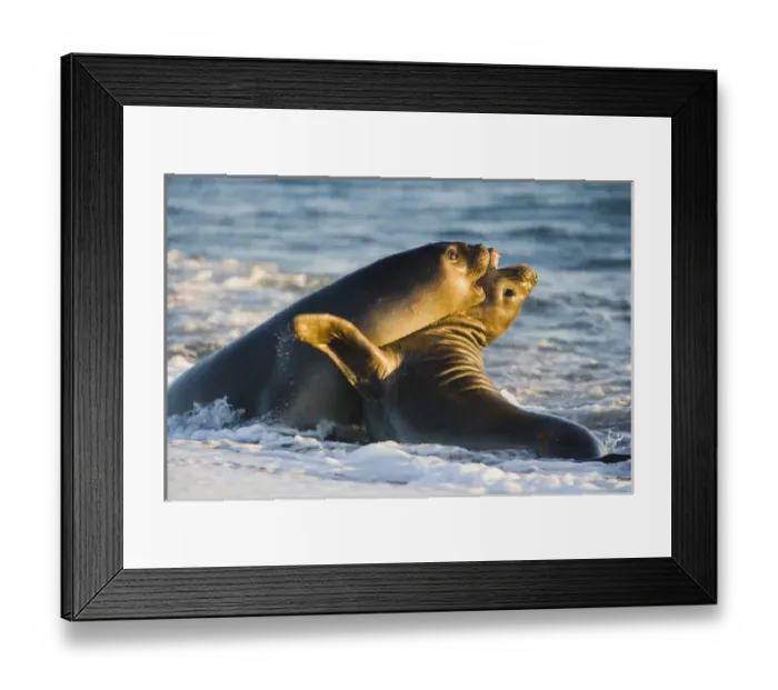Framed Print : young southern elephant seals (Mirounga leonina) playing in surf Framed Print : young southern elephant seals (Mirounga leonina) playing in surf