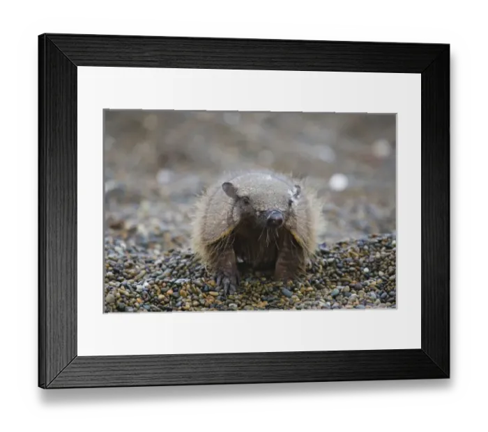 Framed Print : Armadillo Framed Print : Armadillo