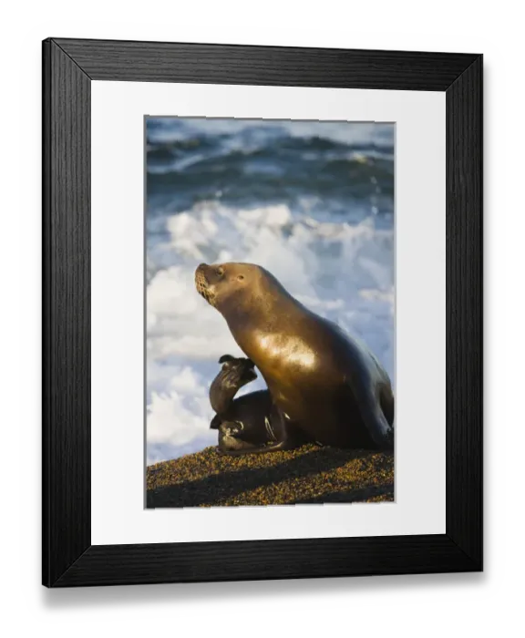 Framed Print : female southern sea lion (Otaria byronia) scratching belly, March Framed Print : female southern sea lion (Otaria byronia) scratching belly, March