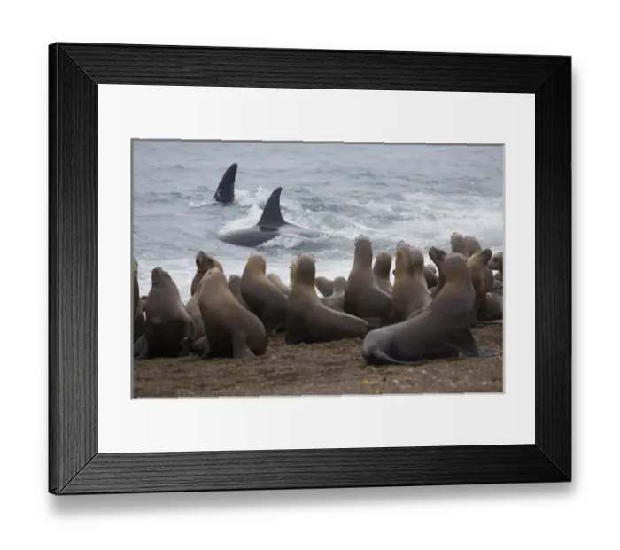 Framed Print : orca or killer whale (Orcinus orca) trying to hunt southern sea lions (Otaria byronia) Framed Print : orca or killer whale (Orcinus orca) trying to hunt southern sea lions (Otaria byronia)