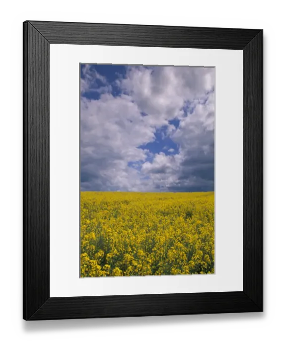 Framed Print : EU, France, Burgundy, Yonne, Le Puits d Edme. Mustard field in springtime Framed Print : EU, France, Burgundy, Yonne, Le Puits d Edme. Mustard field in springtime