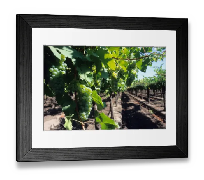 Framed Print : Green grapes on the vine at a vineyard in Curico, Chile. chile, chilean, chiano Framed Print : Green grapes on the vine at a vineyard in Curico, Chile. chile, chilean, chiano
