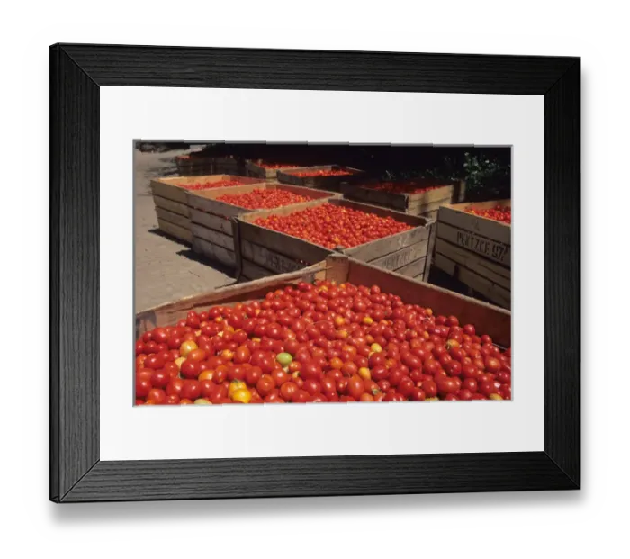 Framed Print : Tomato harvest near Rancagua, Chile. chile, chilean, chiano, south america Framed Print : Tomato harvest near Rancagua, Chile. chile, chilean, chiano, south america