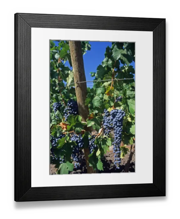 Framed Print : Purple grapes on the vine at a vineyard in Curico, Chile. chile, chilean, chiano Framed Print : Purple grapes on the vine at a vineyard in Curico, Chile. chile, chilean, chiano