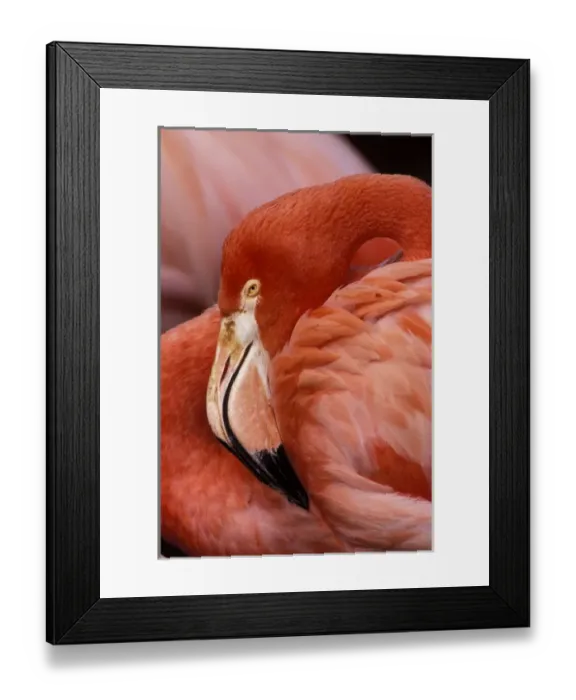 Framed Print : South America, Bolivia, Altiplano. Chilean Flamingo Framed Print : South America, Bolivia, Altiplano. Chilean Flamingo