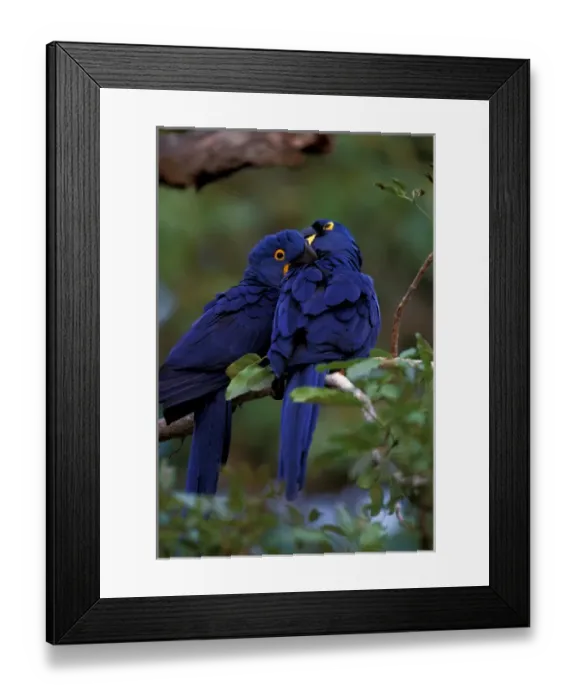 Framed Print : South America, Brazil, Pantanal Hyacinth Macaw pair in tree roost Framed Print : South America, Brazil, Pantanal Hyacinth Macaw pair in tree roost