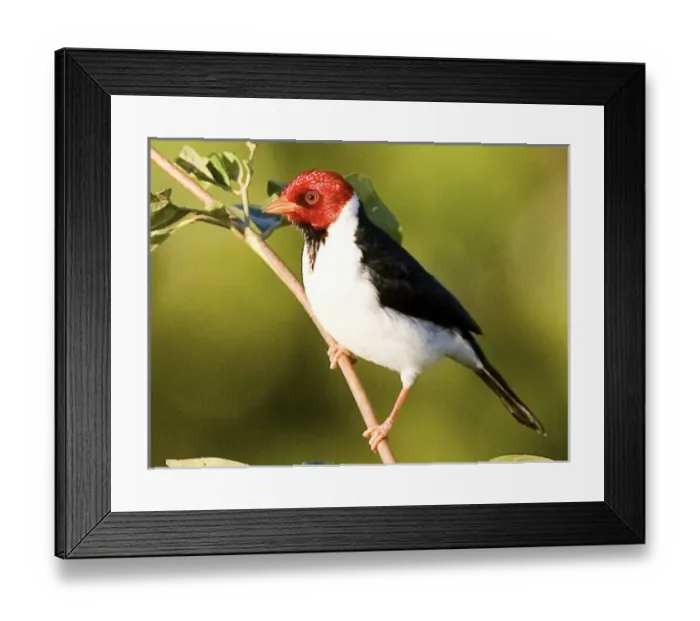 Framed Print : South America, Brazil, Pantanal. Yellow-billed cardinal on limb. Credit as: Joanne Framed Print : South America, Brazil, Pantanal. Yellow-billed cardinal on limb. Credit as: Joanne