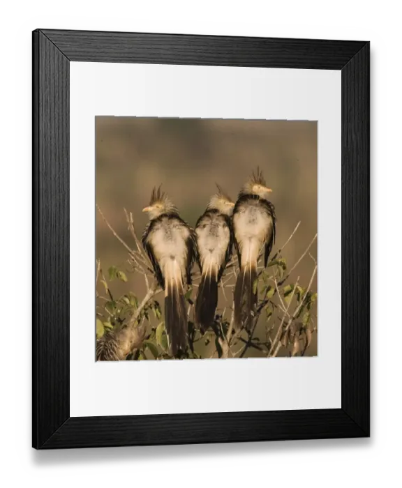 Framed Print : South America, Brazil. Three guira cukoos on a limb. Credit as: Joanne Williams / Framed Print : South America, Brazil. Three guira cukoos on a limb. Credit as: Joanne Williams /