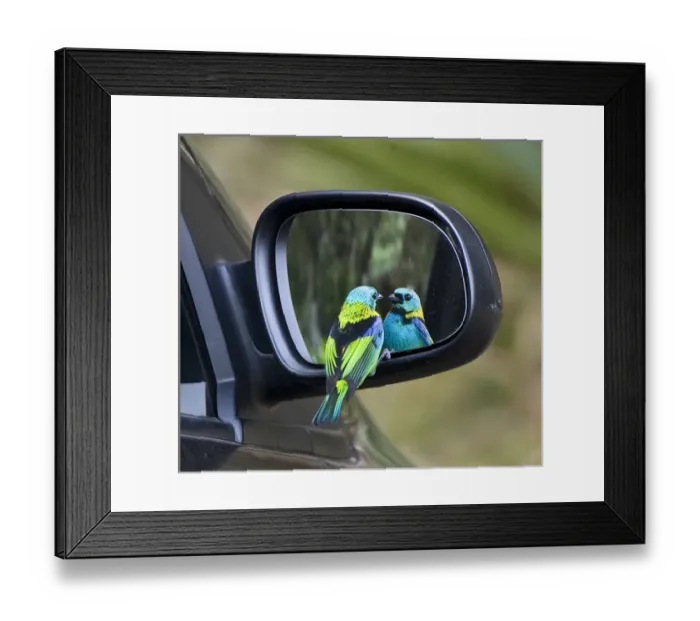 Framed Print : South America, Brazil, Rio de Janeiro. Tanager bird looks at self in car mirror. Credit as Framed Print : South America, Brazil, Rio de Janeiro. Tanager bird looks at self in car mirror. Credit as