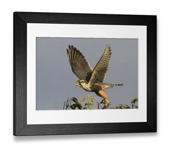 Framed Print : South America, Brazil, Pantanal. American kestral bird takes flight. Credit as: Joanne Framed Print : South America, Brazil, Pantanal. American kestral bird takes flight. Credit as: Joanne