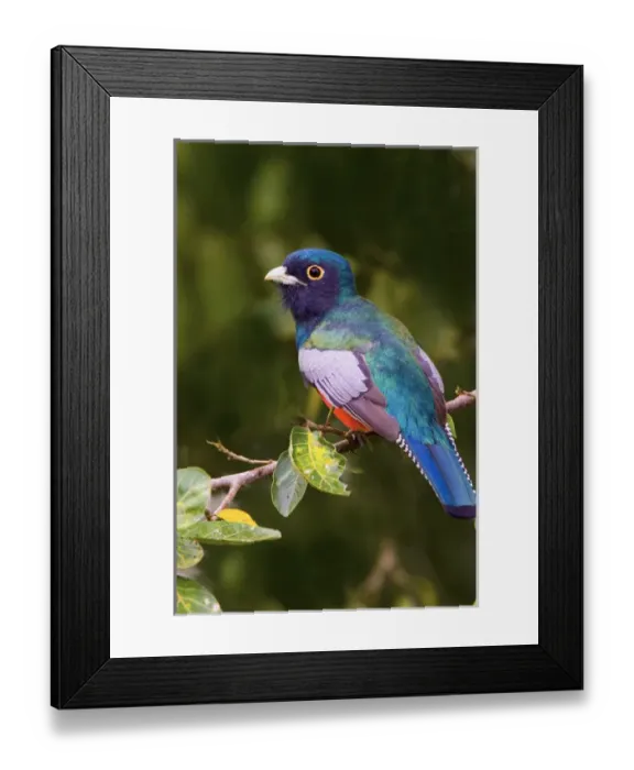 Framed Print : South America, Brazil. Close-up of the blue-crowned trogon in the Pantanal freshwater wetland Framed Print : South America, Brazil. Close-up of the blue-crowned trogon in the Pantanal freshwater wetland