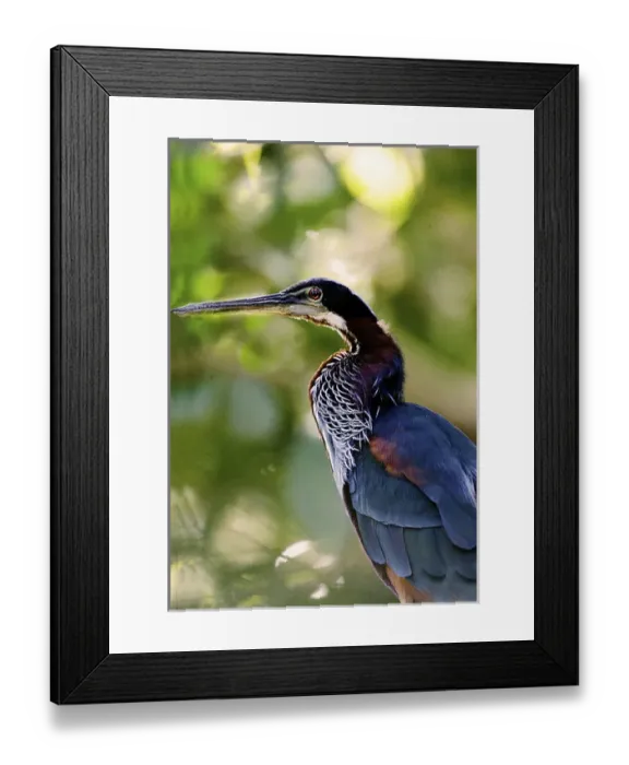 Framed Print : South America, Brazil, Pantanal. Profile of agami heron. Credit as: Joanne Williams Framed Print : South America, Brazil, Pantanal. Profile of agami heron. Credit as: Joanne Williams