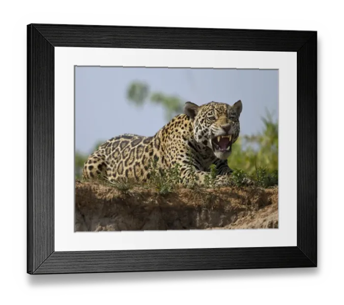 Framed Print : Pantanal, Brazil, South America Jaguar, Panthera onca, yawning Framed Print : Pantanal, Brazil, South America Jaguar, Panthera onca, yawning
