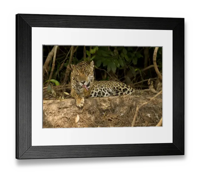 Framed Print : Pantanal, Brazil, South America, Jaguar, Panthera onca, grooming Framed Print : Pantanal, Brazil, South America, Jaguar, Panthera onca, grooming