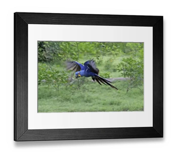 Framed Print : South America, Brazil, Pantanal. The endangered Hyacinth Macaw at home in the Pantanal