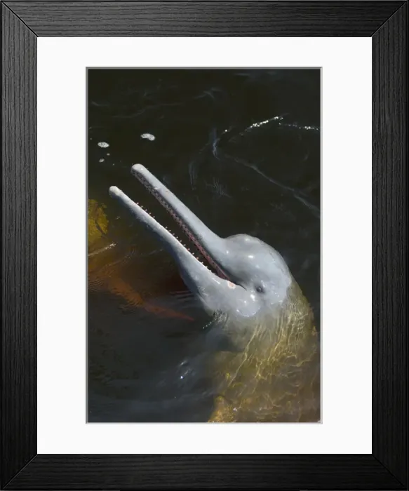 Framed Print : Amazon River Dolphin, (Inia geoffrensis), portrait, wild, Rio Negro, Brazil