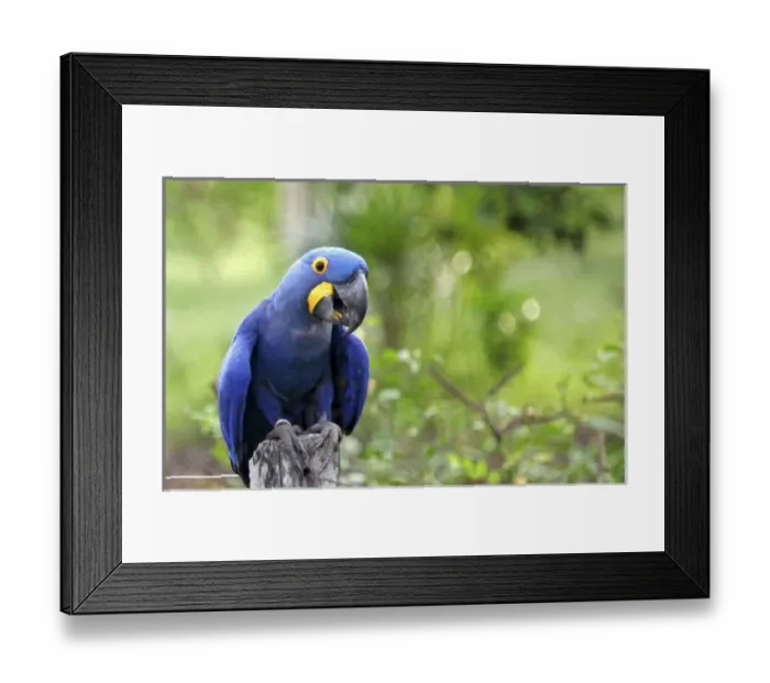 Framed Print : South America, Brazil, Pantanal. The endangered Hyacinth Macaw at home in the Pantanal Framed Print : South America, Brazil, Pantanal. The endangered Hyacinth Macaw at home in the Pantanal