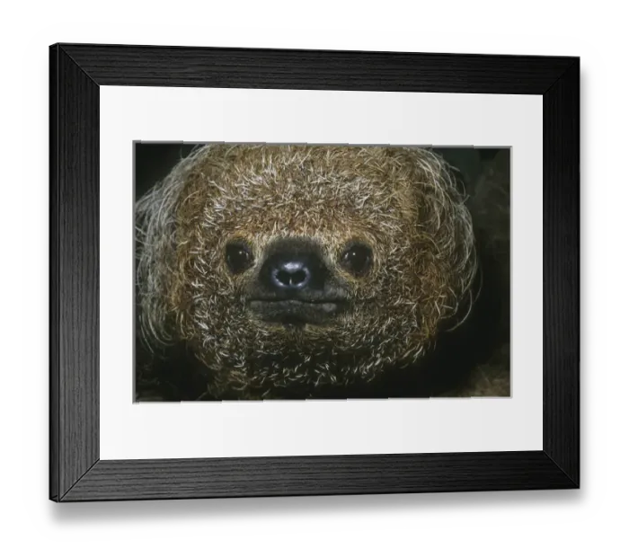Framed Print : Maned Sloth, (Bradypus torquatus), endangered, Atlantic Forest, Bahia State, SE Brazil Framed Print : Maned Sloth, (Bradypus torquatus), endangered, Atlantic Forest, Bahia State, SE Brazil