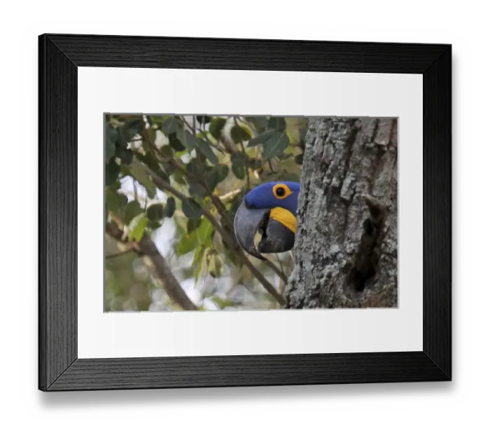 Framed Print : South America, Brazil, Pantanal. The endangered Hyacinth Macaw at home in the Pantanal
