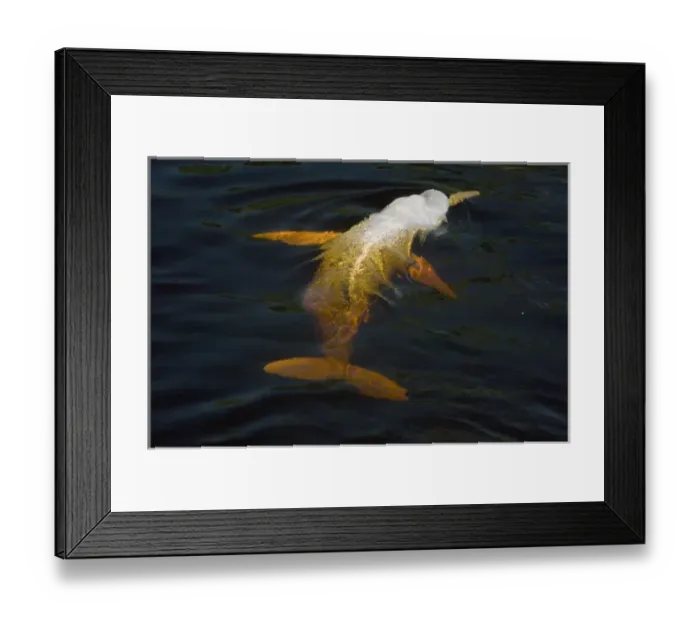 Framed Print : Boto, or Amazon River Dolphin (Inia geoffrensis) WILD, Rio Negro, Brazil