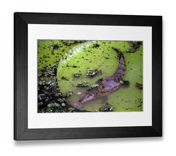 Framed Print : South America, Brazil, Amazon. Spectacled Caiman resting on Amazon lilypad Framed Print : South America, Brazil, Amazon. Spectacled Caiman resting on Amazon lilypad