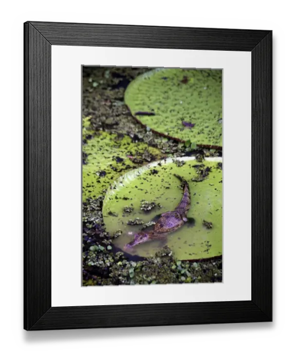 Framed Print : South America, Brazil, Amazon. Spectacled Caiman resting on Amazon lilypad Framed Print : South America, Brazil, Amazon. Spectacled Caiman resting on Amazon lilypad