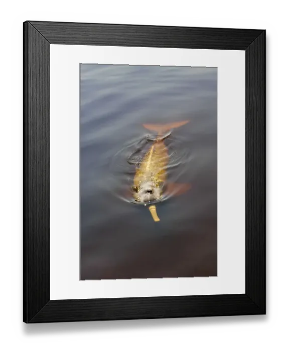 Framed Print : Amazon River, Brazil. Wild pink Amazon River dolphin