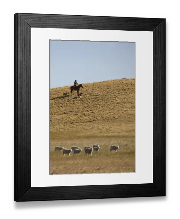 Framed Print : Chile, Patagonia. Horseback rider and a pair of sheep-herding dogs monitor a small group of sheep