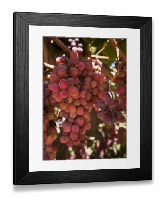 Framed Print : South America, Chile, Colchagua. Red grapes on the vine at Viu Manent Winery. Credit as Framed Print : South America, Chile, Colchagua. Red grapes on the vine at Viu Manent Winery. Credit as