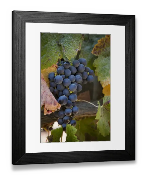 Framed Print : South America, Chile, Casablanca Valley. Purple grapes on the vine. Credit as: Wendy Framed Print : South America, Chile, Casablanca Valley. Purple grapes on the vine. Credit as: Wendy