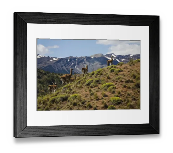 Framed Print : Guancos, Andes Mountains, Patagonia, Chile Framed Print : Guancos, Andes Mountains, Patagonia, Chile