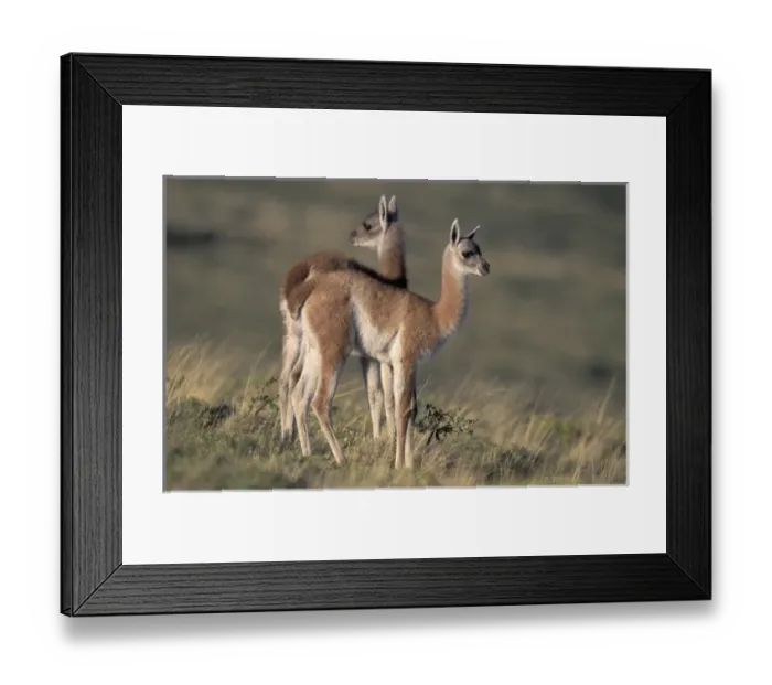 Framed Print : South America, Chile, Patagonia Torres del Paine National Park Guanaco (Lama