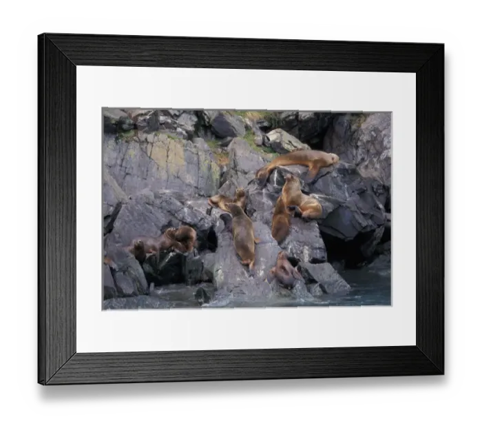 Framed Print : Chile, Magellanes. Sea lion colony at Parque Nacional Bernardo O Higgins Framed Print : Chile, Magellanes. Sea lion colony at Parque Nacional Bernardo O Higgins