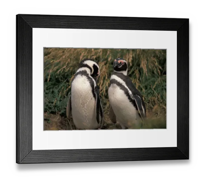 Framed Print : Chile, Seno, Otway. Adult Magellanic Penguins. (Spheniscus magellanicus) Framed Print : Chile, Seno, Otway. Adult Magellanic Penguins. (Spheniscus magellanicus)