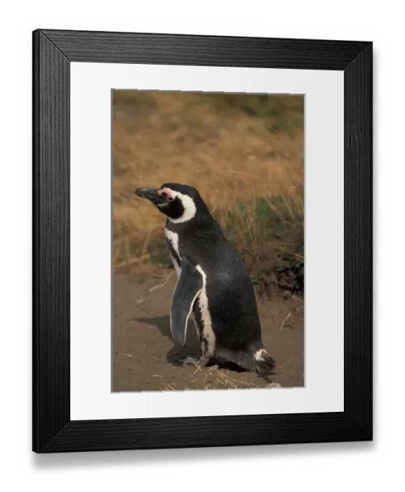 Framed Print : Chile, Seno, Otway. Adult Magellanic Penguin (Spheniscus magellanicus) Framed Print : Chile, Seno, Otway. Adult Magellanic Penguin (Spheniscus magellanicus)