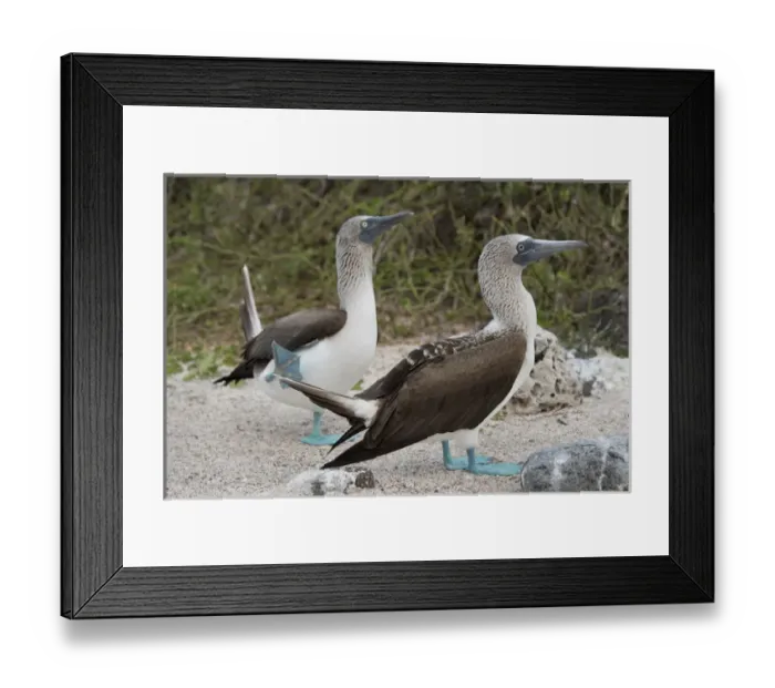 Framed Print : Ecuador, Galapagos, North Seymour. Blue-footed booby pair (WILD: Sula nexbouxii excisa) Framed Print : Ecuador, Galapagos, North Seymour. Blue-footed booby pair (WILD: Sula nexbouxii excisa)