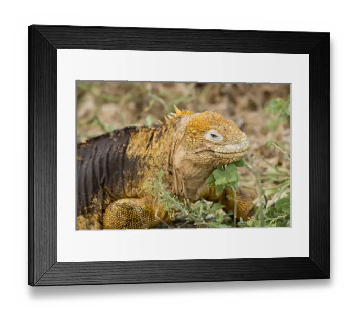 Framed Print : Ecuador, Galapagos, North Seymour. Land iguana (Conolophus subcristatus), endemic species Framed Print : Ecuador, Galapagos, North Seymour. Land iguana (Conolophus subcristatus), endemic species